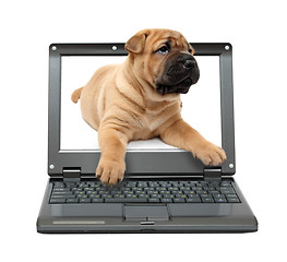 Image showing small laptop with puppy dog