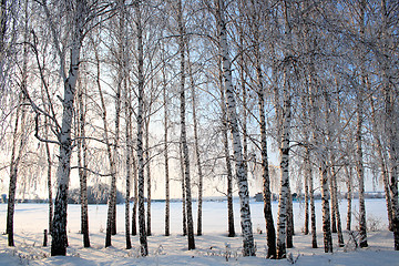 Image showing winter birch trees alley