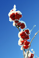 Image showing ash-berry red branches under snow