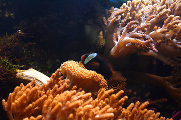 Image showing tropical aquarium 2