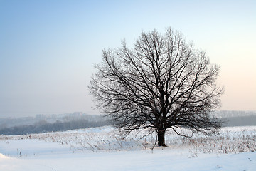 Image showing winter bare tree