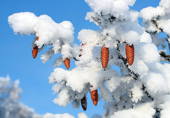 Image showing cones on christmas fir branch