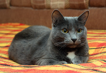 Image showing portrait of big gray cat