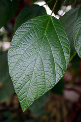 Image showing big green leaf