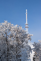 Image showing television antenna and trees
