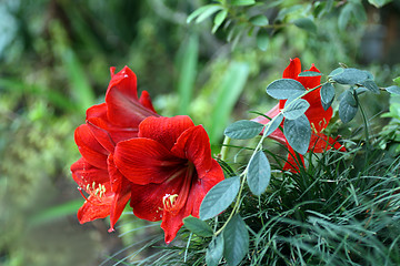 Image showing red tropical flower