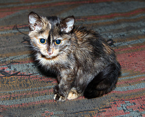 Image showing watchful parti-coloured small cat