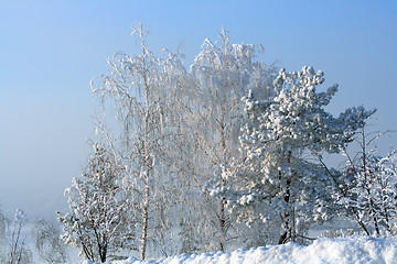 Image showing winter snow trees on hill