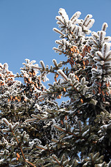 Image showing christmas firs with cones