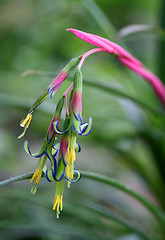 Image showing small tropical flower