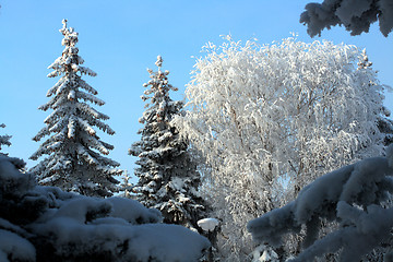 Image showing winter snow trees under blue sky