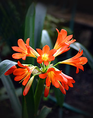 Image showing tropical red flower