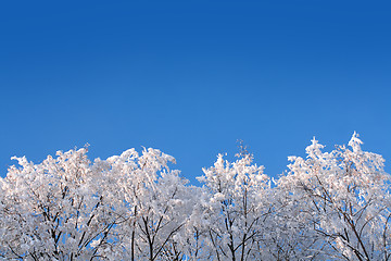 Image showing ice winter woods under sky