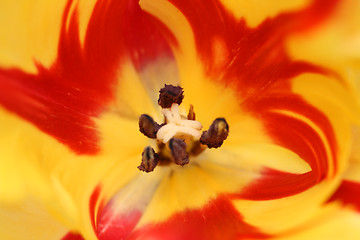 Image showing view in red-yellow striped tulip