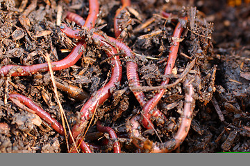 Image showing red worms in compost