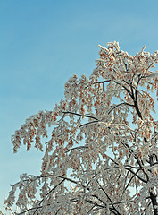 Image showing winter tree and sky