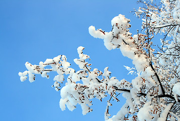 Image showing winter tree branch under snow