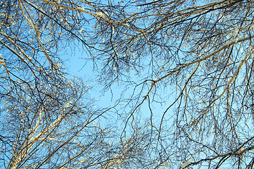 Image showing winter birch branches