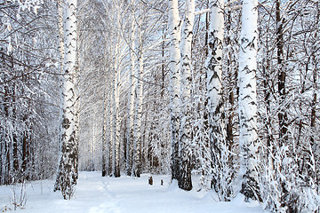 Image showing winter birch woods alley