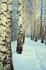 Image showing small path in winter wood