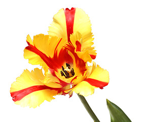 Image showing close-up view on red-yellow tulip