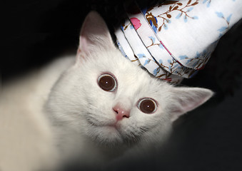 Image showing fun white cat