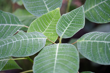 Image showing big tropical green leafs