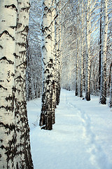 Image showing small path in winter birch wood