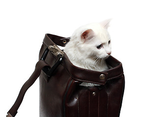 Image showing white cat in brown case