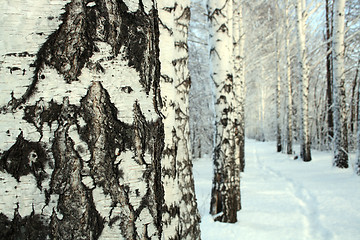 Image showing small path in birch alley