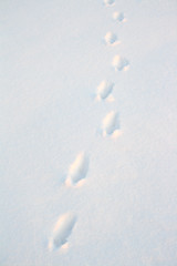 Image showing animal tracks on snow