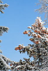 Image showing christmas woods and blue sky