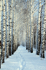 Image showing small path in winter wood