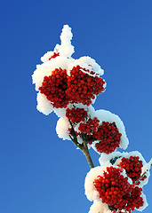 Image showing ash-berry red branches under snow