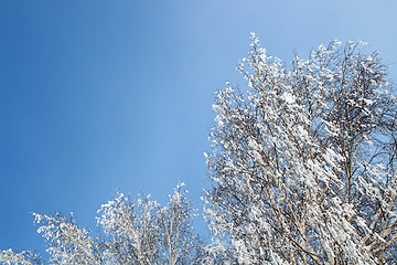 Image showing winter birch woods under blue sky