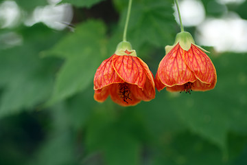 Image showing tropical red flowers before green leafs