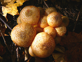 Image showing group of nice mushrooms in the forest