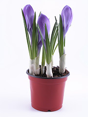 Image showing crocuses - buds