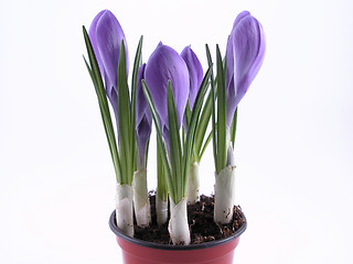 Image showing crocuses - buds