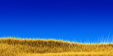 Image showing yellow grass under blue sky