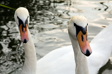 Image showing Swans