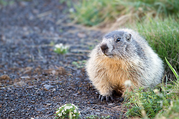 Image showing marmot in the alps