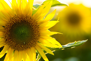 Image showing sunflower close up