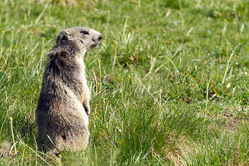 Image showing marmot in the alps