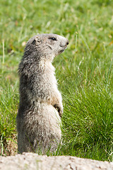 Image showing marmot in the alps