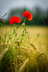 Image showing red poppy in a barley field