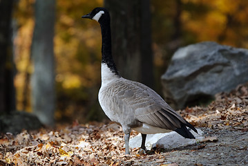 Image showing Canada Goose