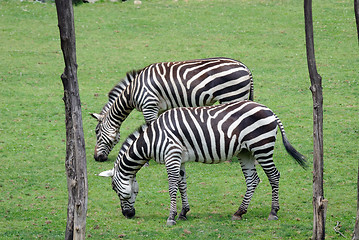 Image showing Zebra