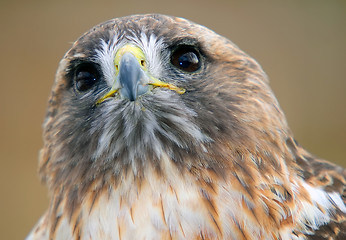 Image showing Red tailed hawk