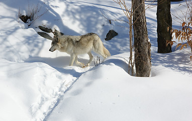 Image showing Arctic Wolf